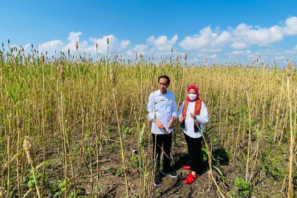 Jokowi Ingin Jadikan Sorgum Alternatif Bahan Pangan di Indonesia