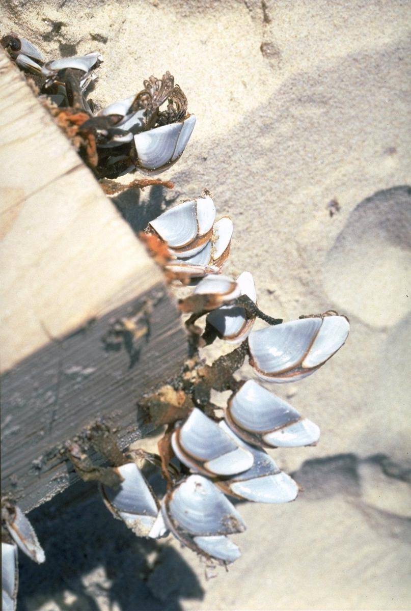 gooseneck barnacle (australian.museum)