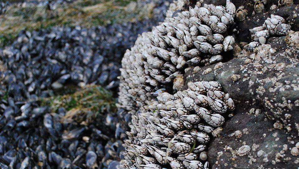 gooseneck barnacle (oceanservice.noaa.gov)