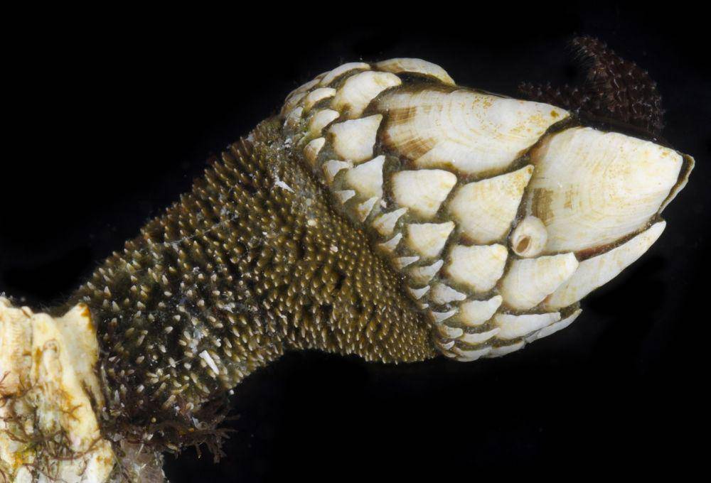 gooseneck barnacle (floridamuseum.ufl.edu/Amanda Bemis)