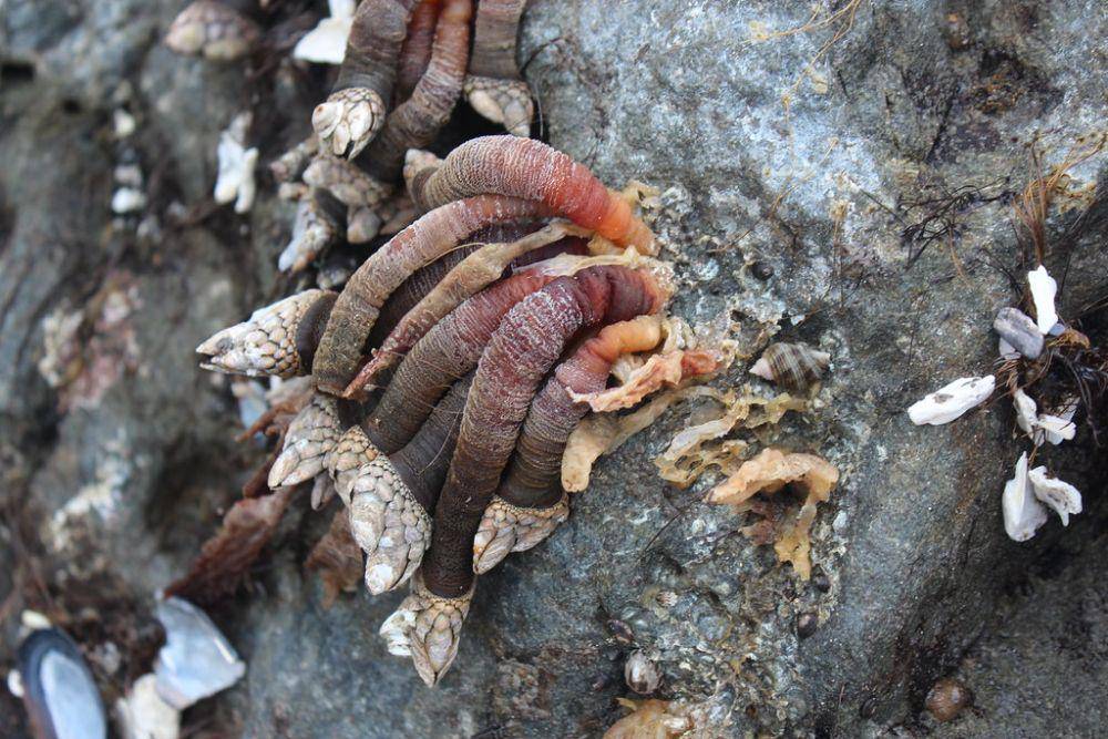 gooseneck barnacle (fishbio.com)