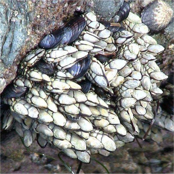 ilustrasi gooseneck barnacle (californiatidepools.com)