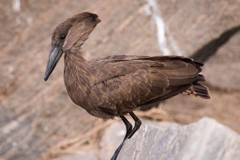 6 Fakta Unik Hamerkop, Si Burung Kepala Palu dengan Sarang Raksasa