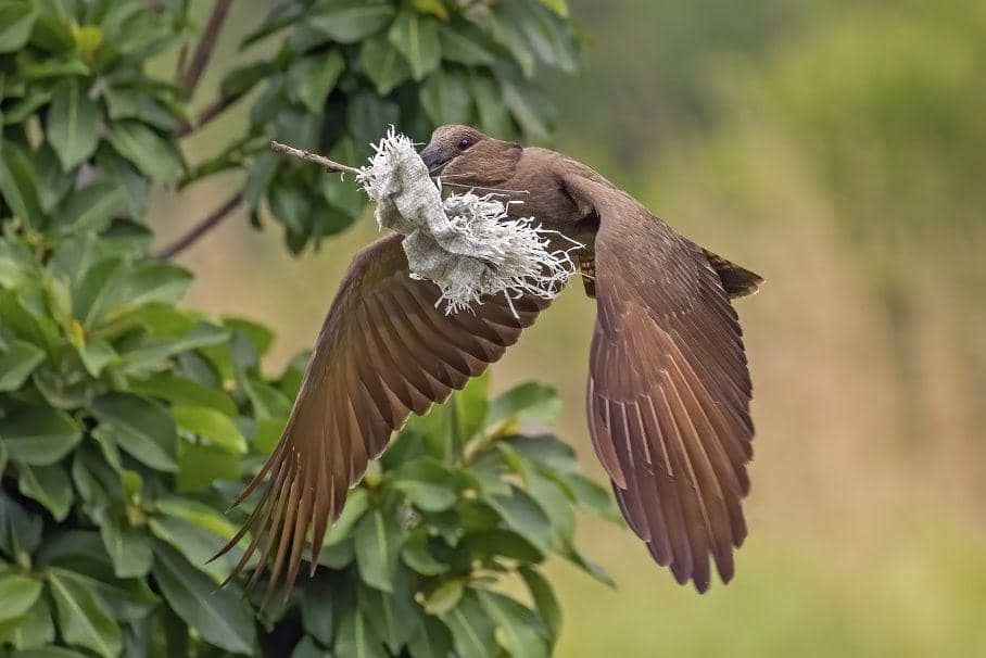 ilustrasi hamerkop terbang membawa material untuk sarangnya (commons.wikimedia.org/ Charles J. Sharp)