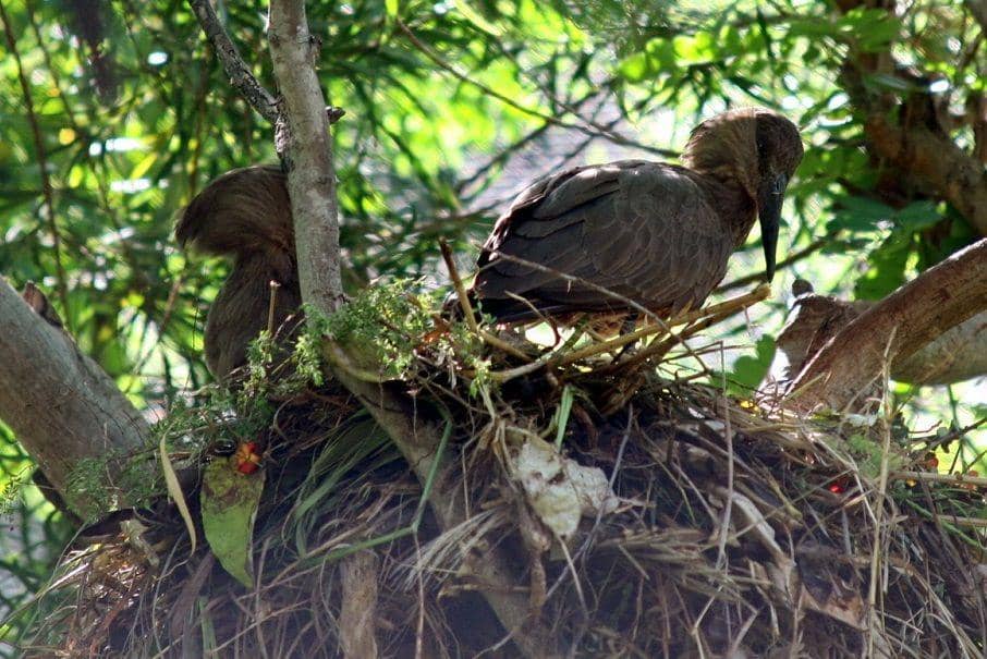 ilustrasi sepasang hamerkop di atas sarangnya (commons.wikimedia.org/Cliff)