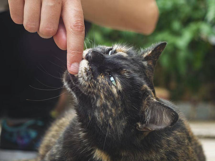 ilustrasi kucing menggigit (unsplash.com/herman delgado)