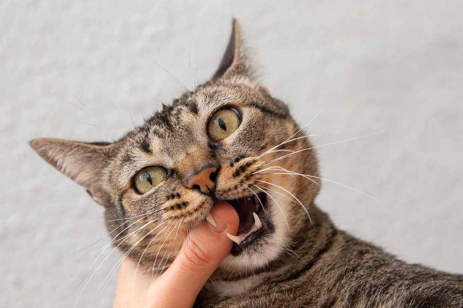 ilustrasi kucing menggigit (freepik.com/freepik)