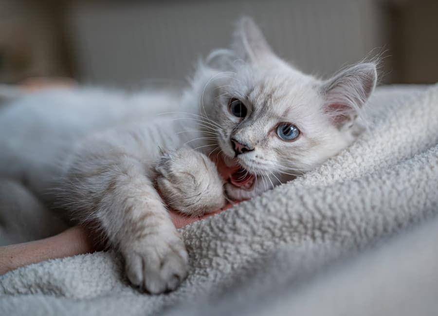 ilustrasi kitten menggigit tangan (unsplash.com/piotr musioł)