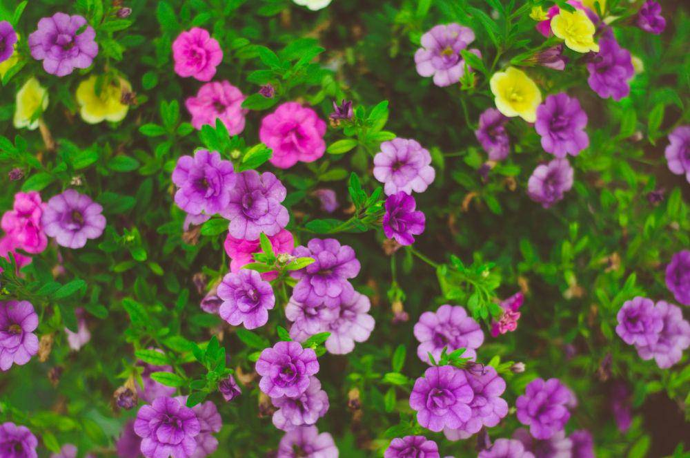 ilustrasi taman bunga (pexels.com/Pixabay)