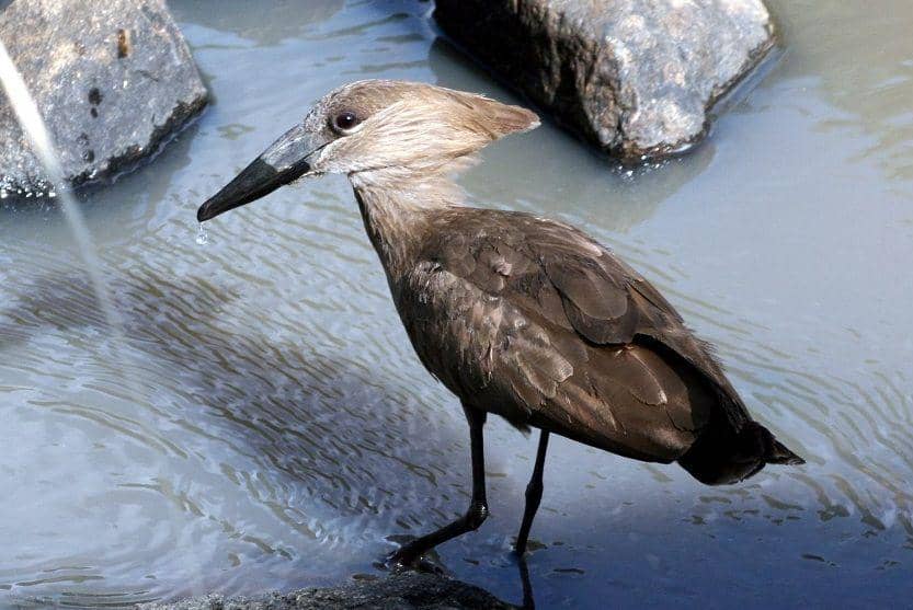 ilustrasi hamerkop (commons.wikimedia.org/Stephen Temple)
