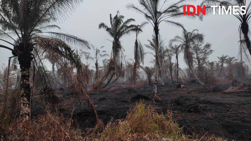Lahan gambut di Aceh terbakar lebih dari sepekan (IDN Times/Saifullah)