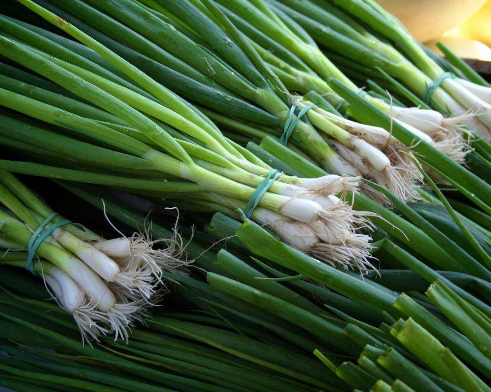 ilustrasi daun bawang (unsplash.com/Christopher Previte)