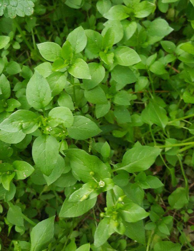 ilustrasi chickweed (hgic.clemson.edu/common chickweed)