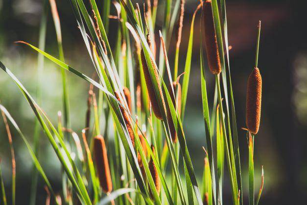 ilustrasi cattail (unsplash.com/Denny Müller)