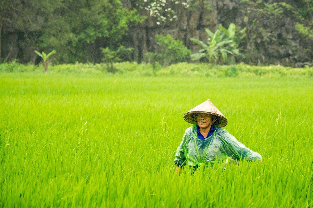 ilustrasi petani (unsplash.com/@ledoc)