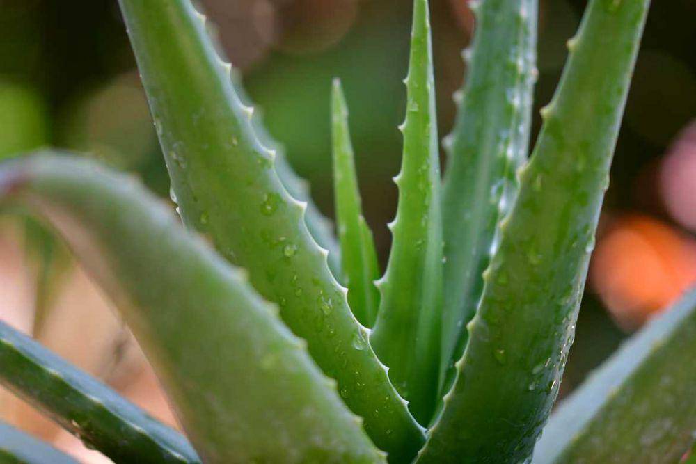 ilustrasi tanaman aloe vera (unsplash.com/pisauikan)
