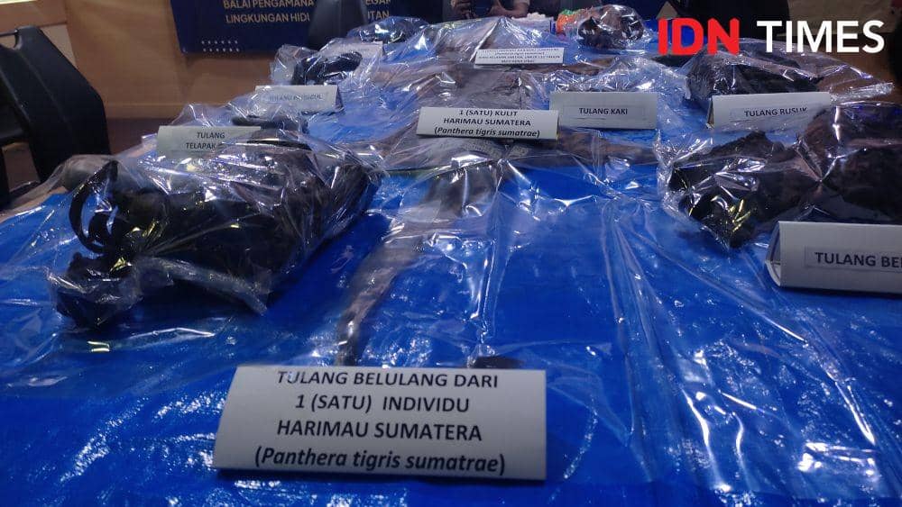 Barang bukti opsetan Harimau Sumatera. (IDN Times/Muhammad Saifullah)