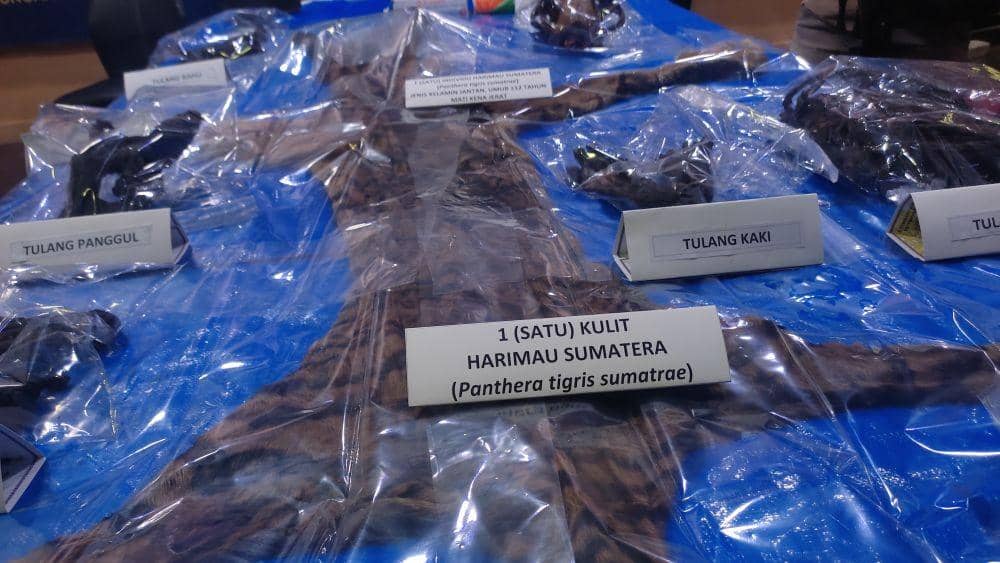 Barang bukti opsetan Harimau Sumatera. (IDN Times/Muhammad Saifullah)