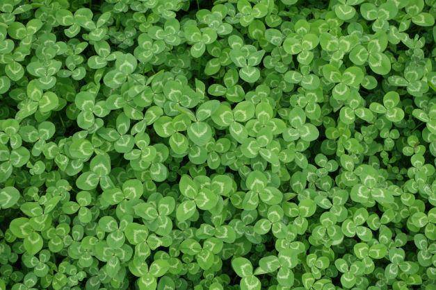 ilustrasi clover (unsplash.com/kiki Wang)