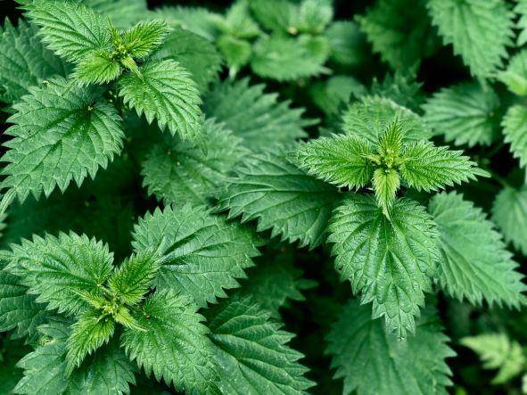 ilustrasi nettle (unsplash.com/Paul Morley)