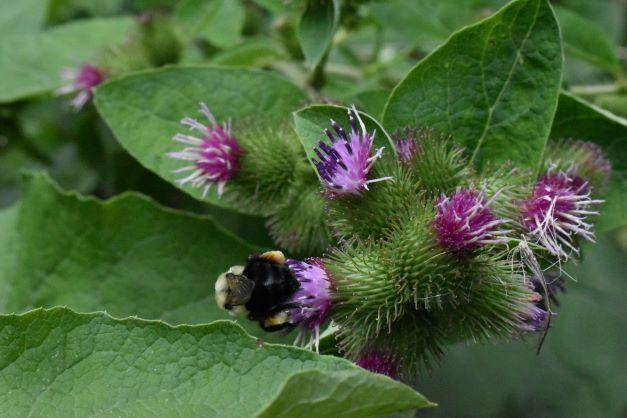 ilustrasi burdock (unsplash.com/Truly Joy)