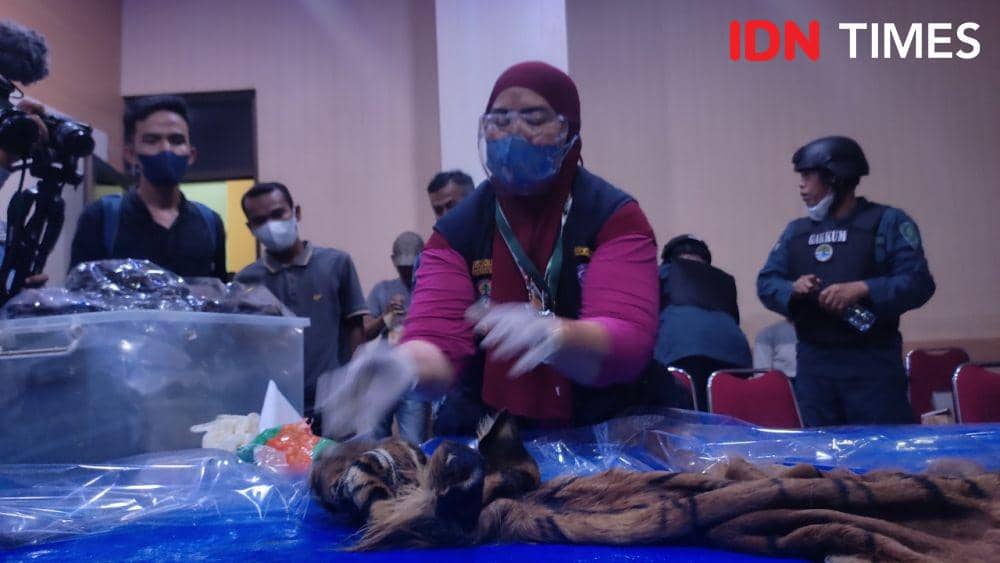 Dokter Hewan BKSDA Aceh, Taing Lubis, sedang memperlihatkan barang bukti opsetan Harimau Sumatera. (IDN Times/Muhammad Saifullah)