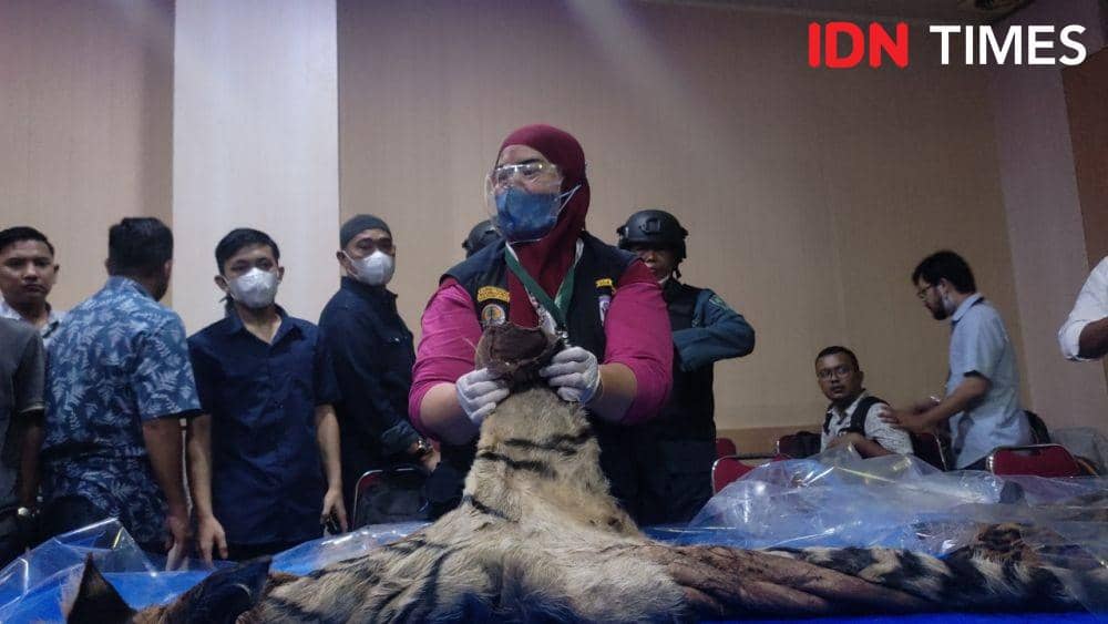 Begini Cara Eks Bupati Bener Meriah CS Mengambil Tulang Harimau