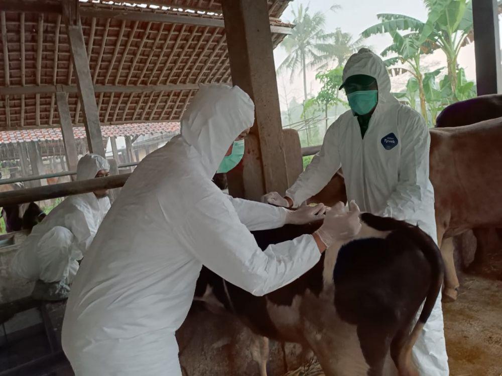 21 Sapi Terpapar Penyakit Lato-Lato, Hewan Ternak di Depok Divaksinasi