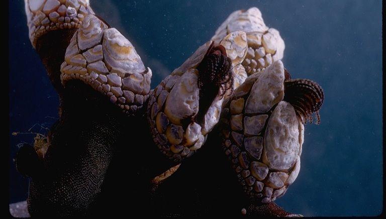 5 Fakta Gooseneck Barnacle, Seafood yang Bernilai Tinggi