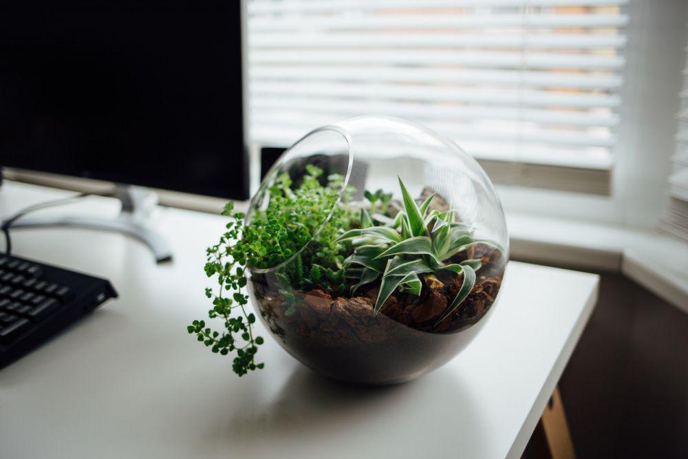 5 Rekomendasi Tanaman Terbaik untuk Terrarium, Mudah Subur!