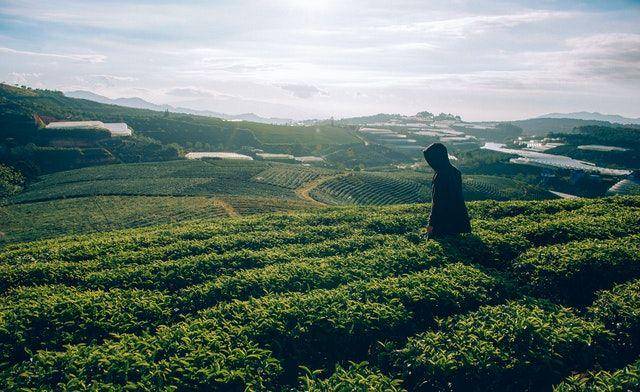 Ilustrasi kebun teh (Pexels.com/Min An)