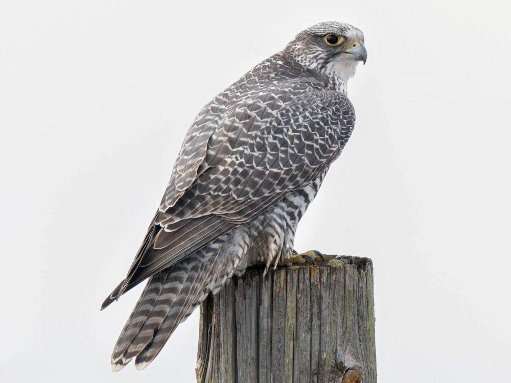 6 Fakta Gyrfalcon, Spesies Falcon Terbesar di Dunia