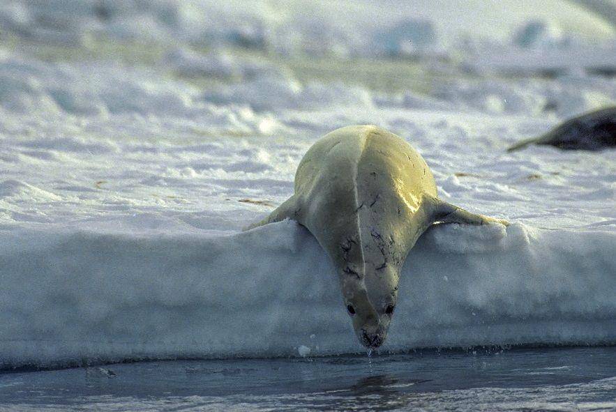 ilustrasi crabeater seal (commons.wikimedia.org/Jerzy Strzelecki)