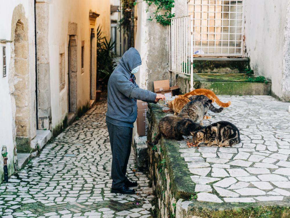 Pro dan Kontra Melakukan Street Feeding, Cat Lovers Wajib Tahu