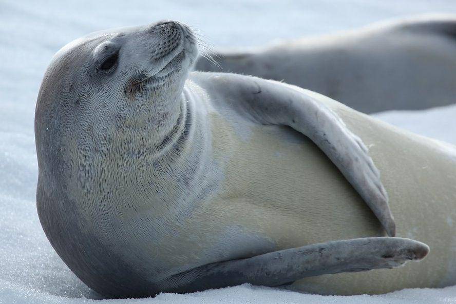 ilustrasi crabeater seal (commons.wikimedia.org/Liam Quinn)