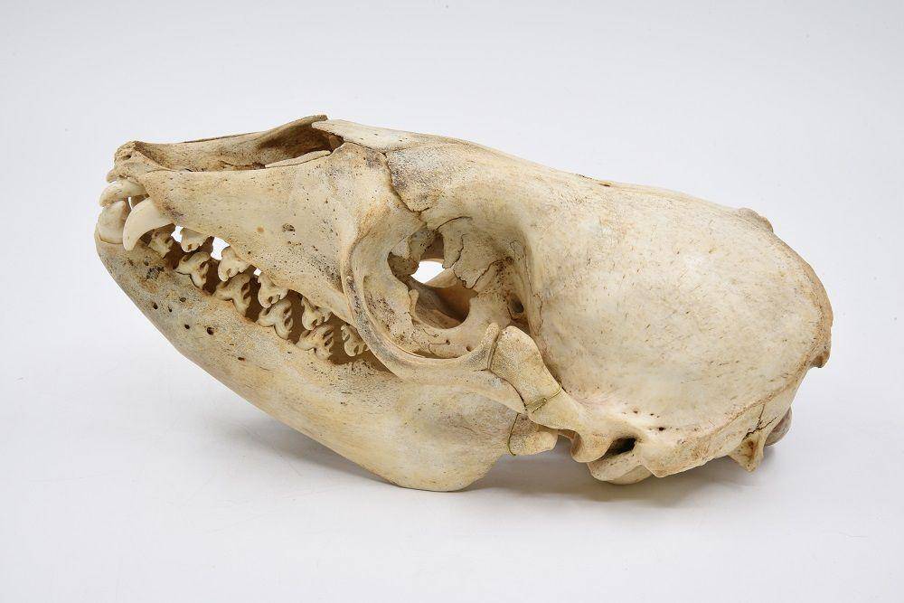 ilustrasi tengkorak crabeater seal (commons.wikimedia.org/Pepijn Kamminga)