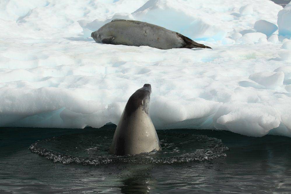 ilustrasi crabeater seal (commons.wikimedia.org/Liam Quinn)