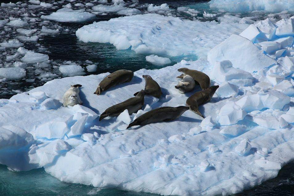 ilustrasi sekelompok crabeater seal (commons.wikimedia.org/Liam Quinn)
