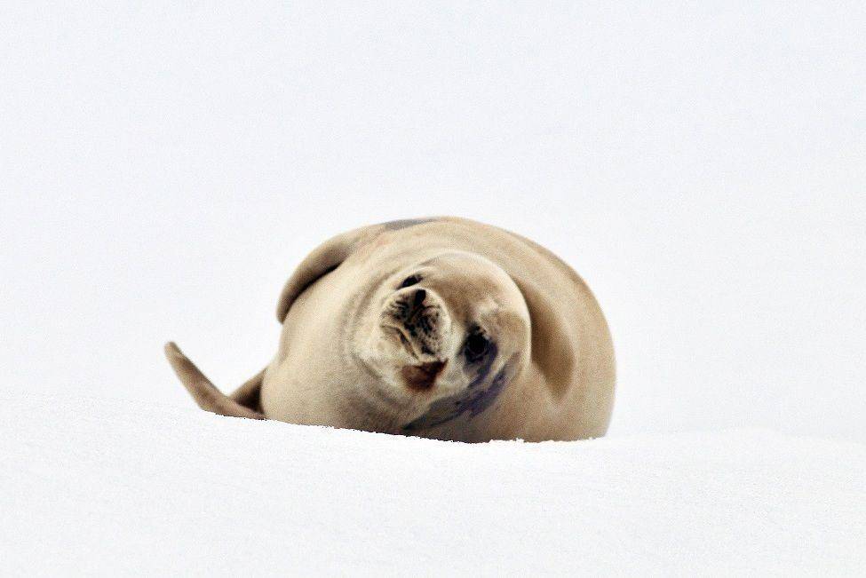 ilustrasi crabeater seal (commons.wikimedia.org/LBM1948)