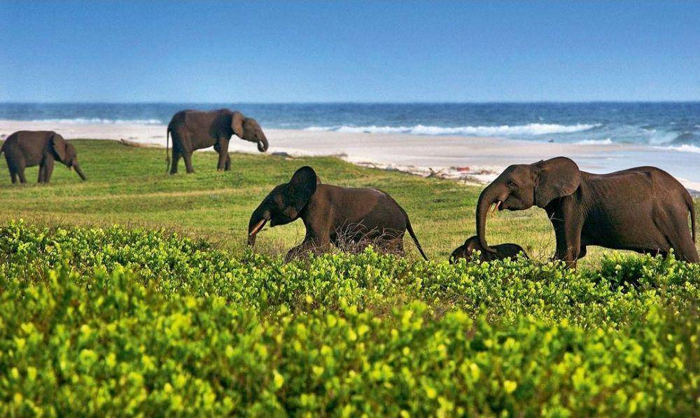 kawanan gajah di Taman Nasional Loango (instagram.com/getlostmagazine)
