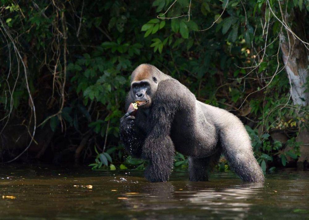 gorila di Fernan Vaz Lagoon (instagram.com/gabon_seanbellon)