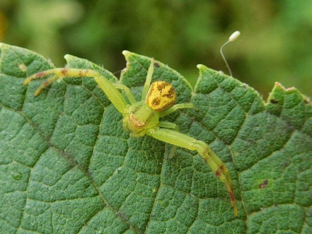 Northern crab spider berada di atas dedaunan untuk menyamarkan diri. (inaturalist.org)