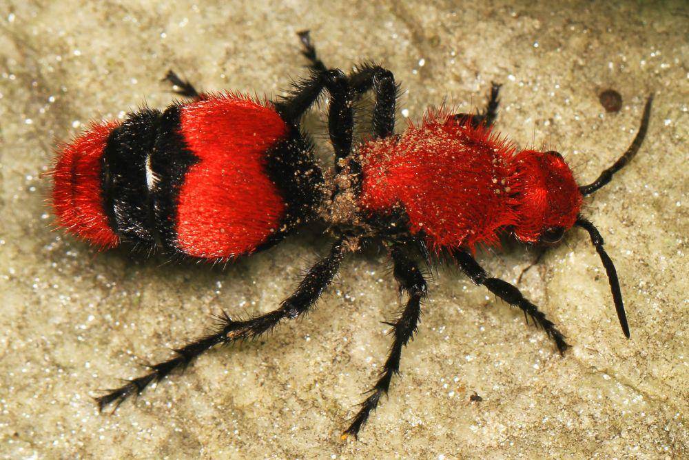Seekor semut beludru merah. (wikipedia.org)