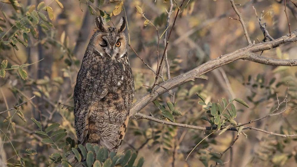 Burung hantu telinga panjang bersembunyi di atas pohon. (hurriyetdailynews.com)