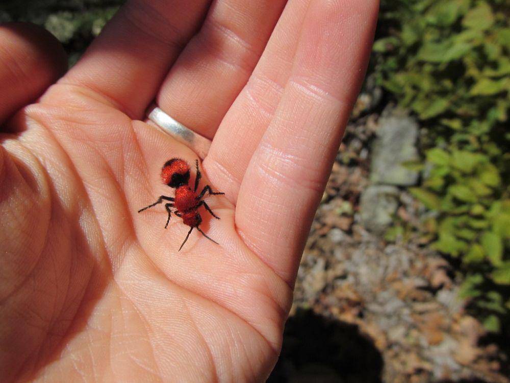 ilustrasi semut beludru merah (inaturalist.org)