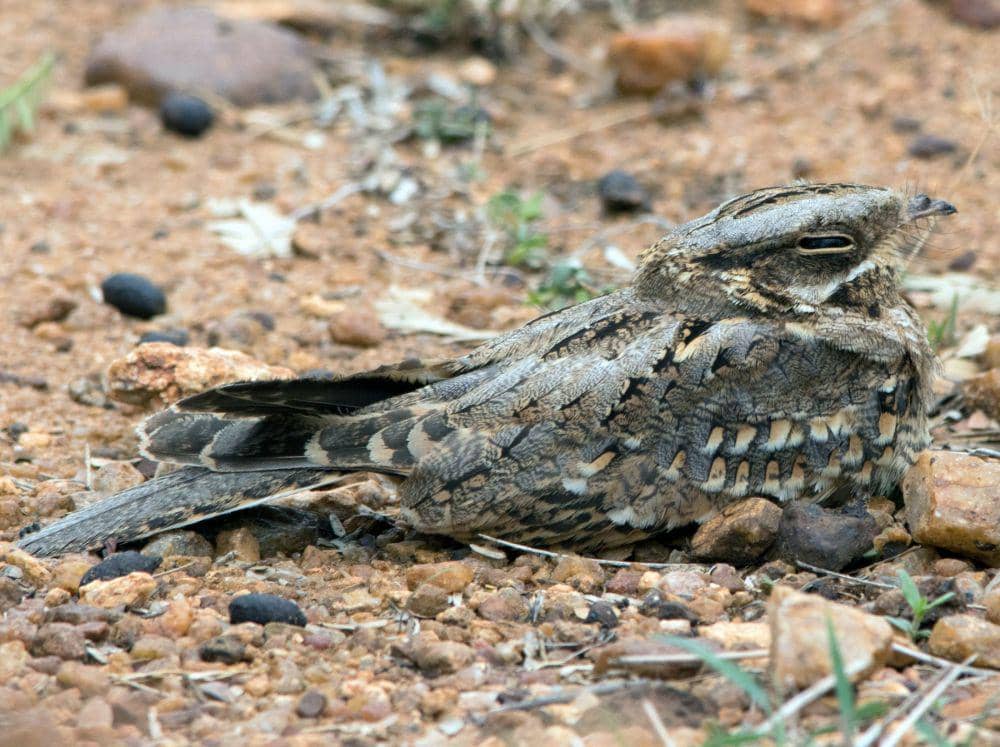 Seekor burung nightjar berada di atas tanah. (ebird.org)