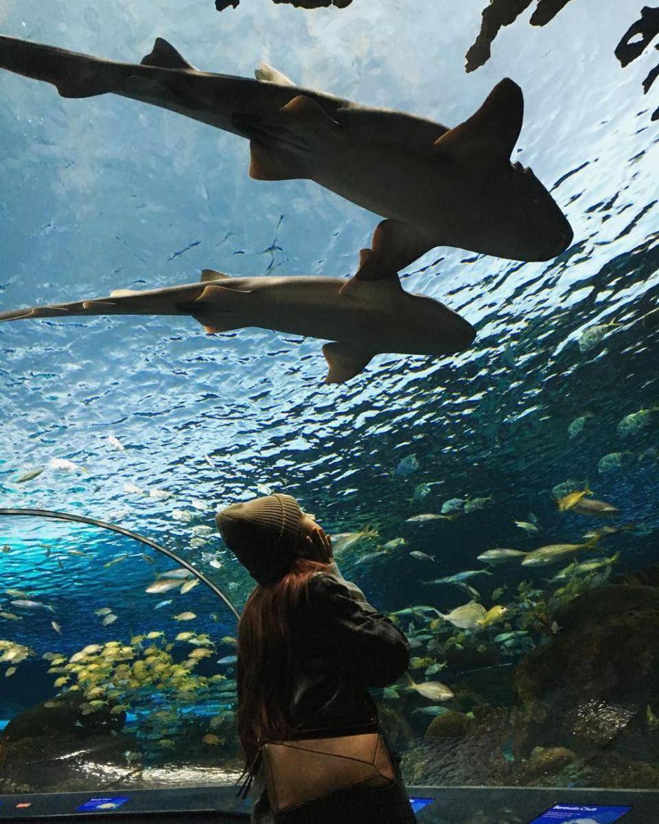 potret Jisoo liburan ke Ripley's Aquarium of Canada (instagram.com/sooyaaa__)