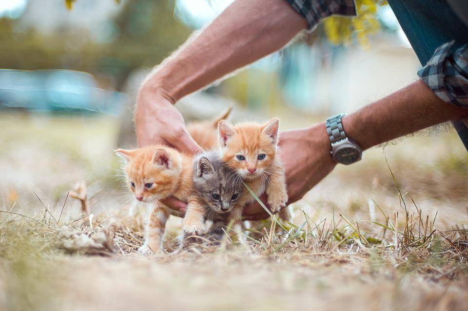 ilustrasi anak kucing (pixabay.com)