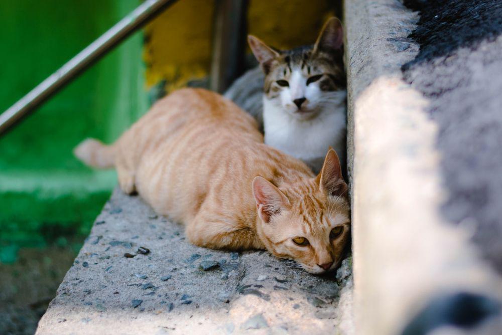 Penyebab Kucing yang Dikerumuni Semut, Karena Ada Penyakit!