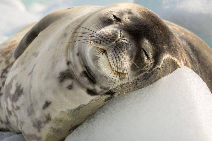 ilustrasi crabeater seal (a-z-animals.com)